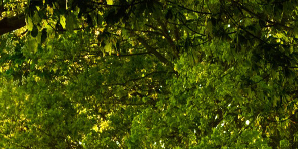MagicalMusics's profile banner image