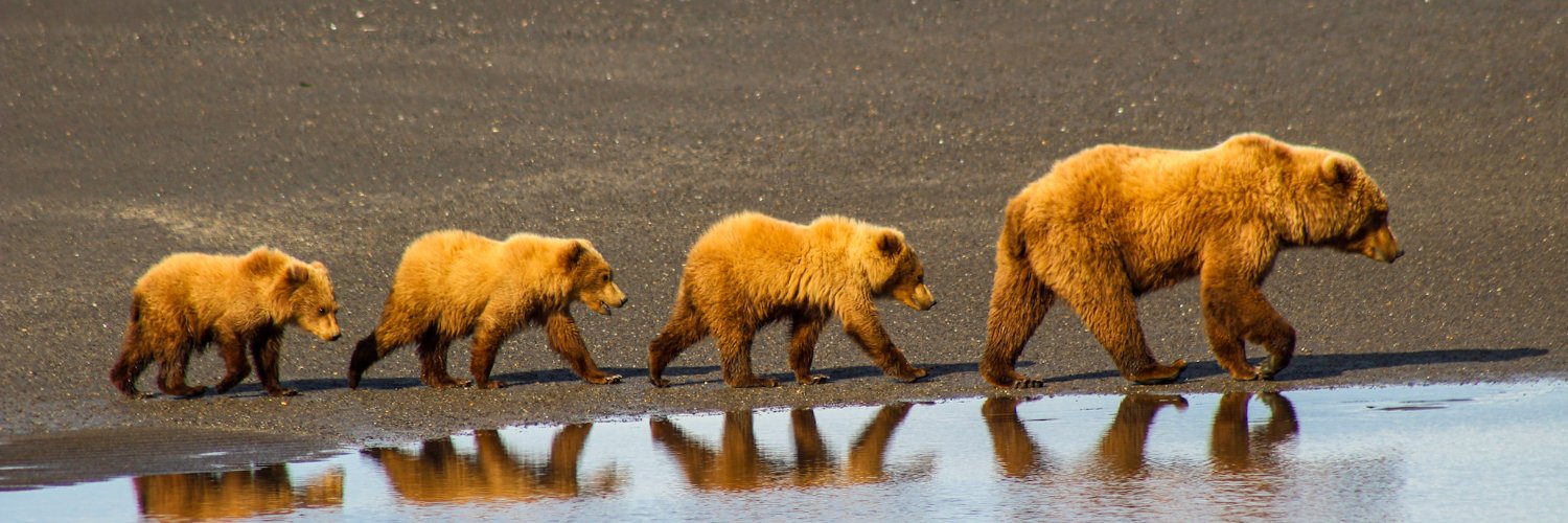 AKBearTweet's profile banner image