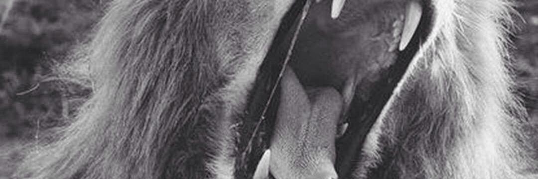 ibrahimbois's profile banner image