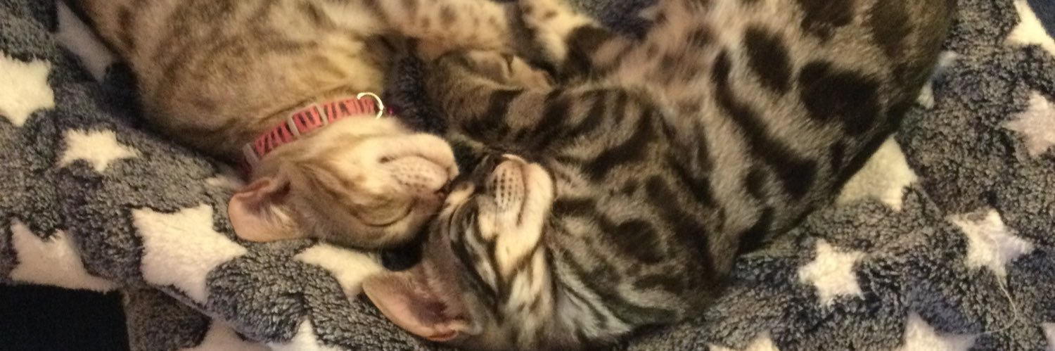 Karen Hansen 🇺🇸🗽🌊 🇺🇦🏳️‍🌈 banner