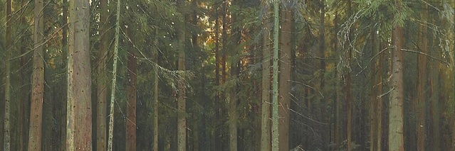 maiachance's profile banner image
