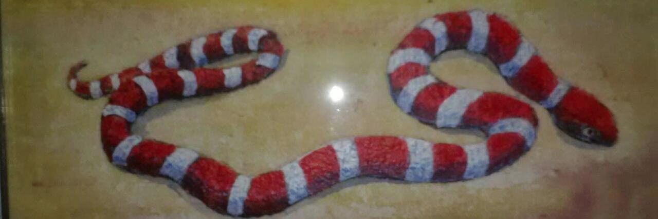 Curious Creatures LLC banner