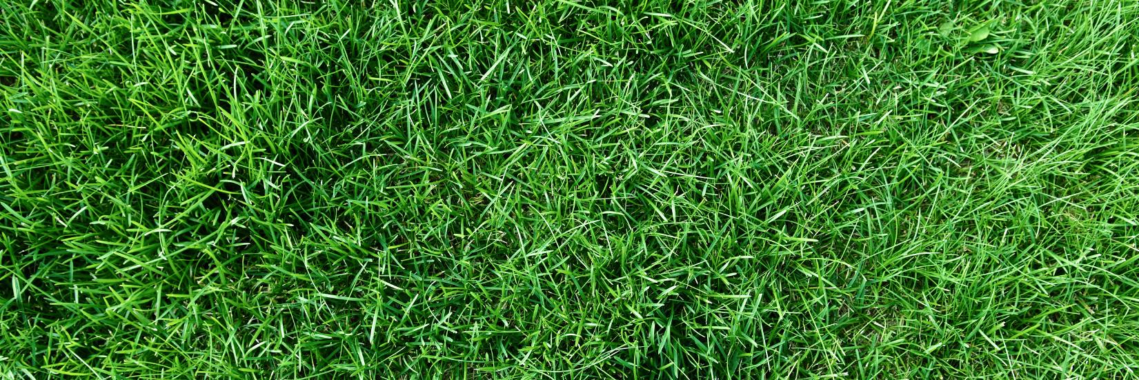 GreenbladeOne's profile banner image