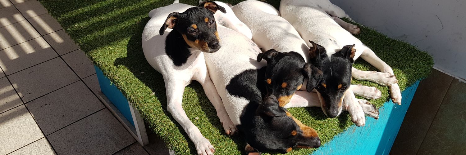 templodeperro's profile banner image