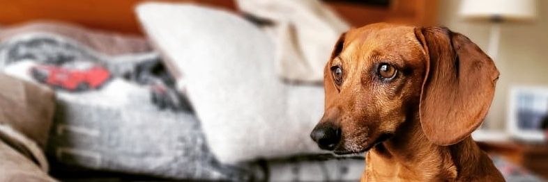 dahrbakhun's profile banner image