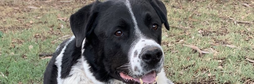 Nancy (dogmomdwd) banner