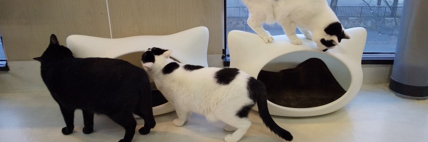 CatcafeWish's profile banner image