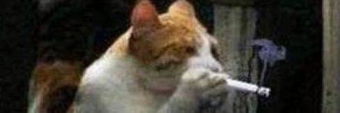 Brain pilled 🏳️‍⚧️ banner