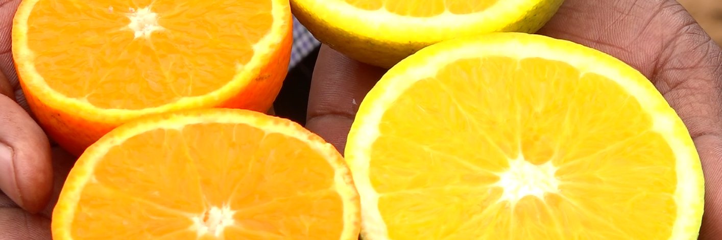 Kilimo Biashara banner