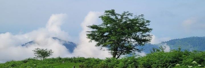 we banner