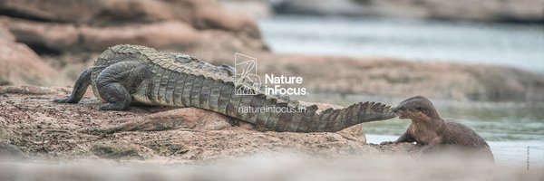 NatureIn_Focus Profile Banner
