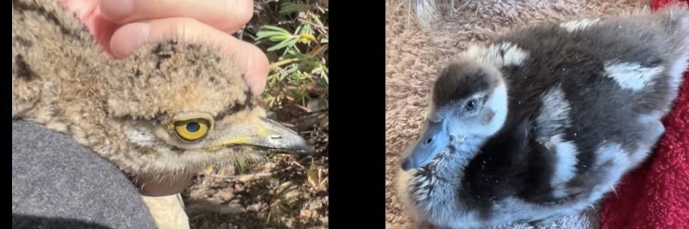 Gabrielle Boyle banner