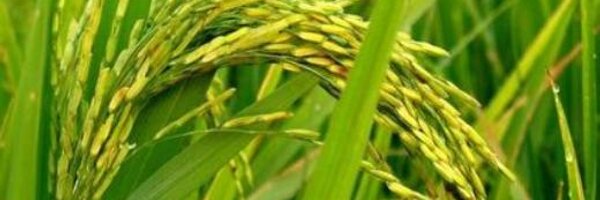 AgroPages_Info Profile Banner