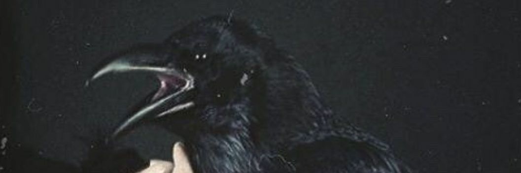 tgrstdh_'s profile banner image