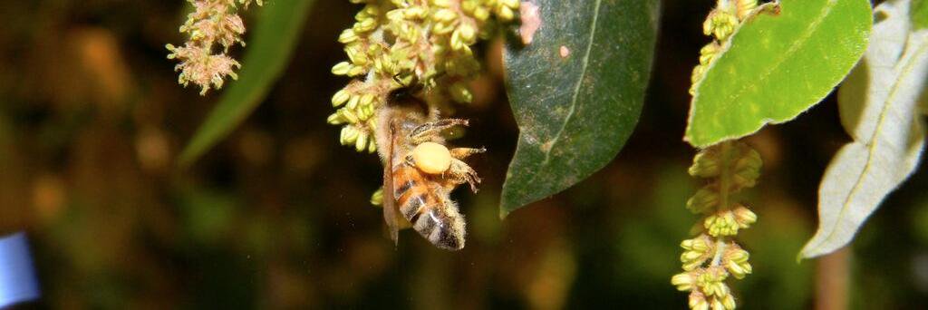 beebiodynamic's profile banner image