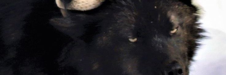 ♱ izzy ♱ banner