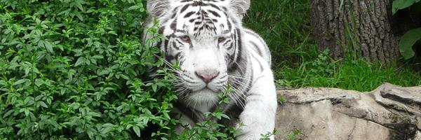 CAZADORDELEYES Profile Banner