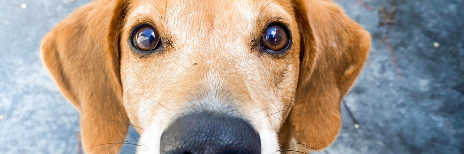 Virginia Beach SPCA banner