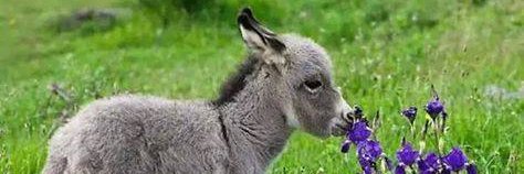 efigenia witt banner