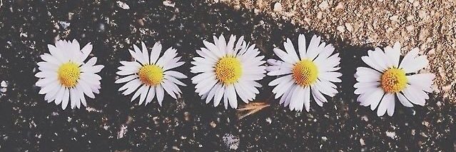 Ashhh_Reneee's profile banner image