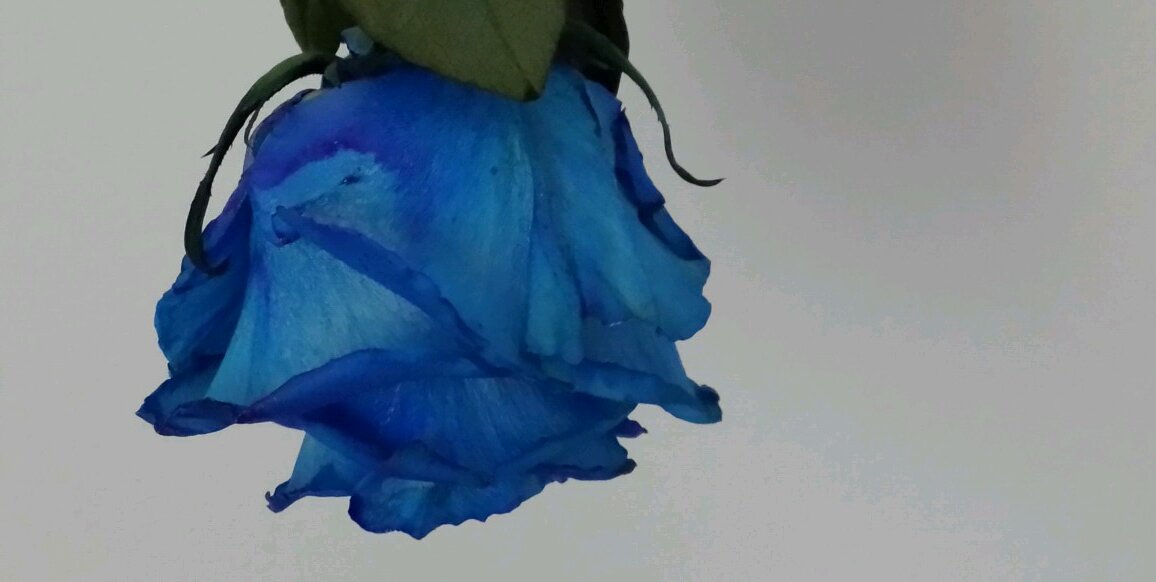 pennymoretti's profile banner image