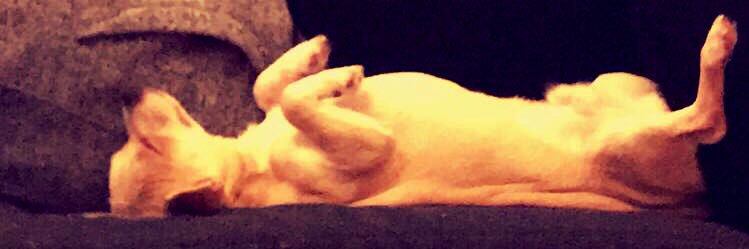 tinkerbell0990's profile banner image
