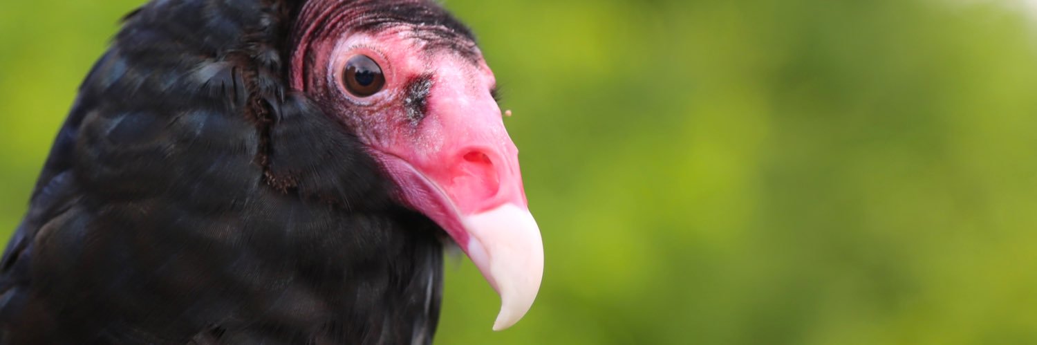 Ron Ruggless ☕️ banner