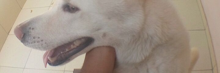 Lofips banner