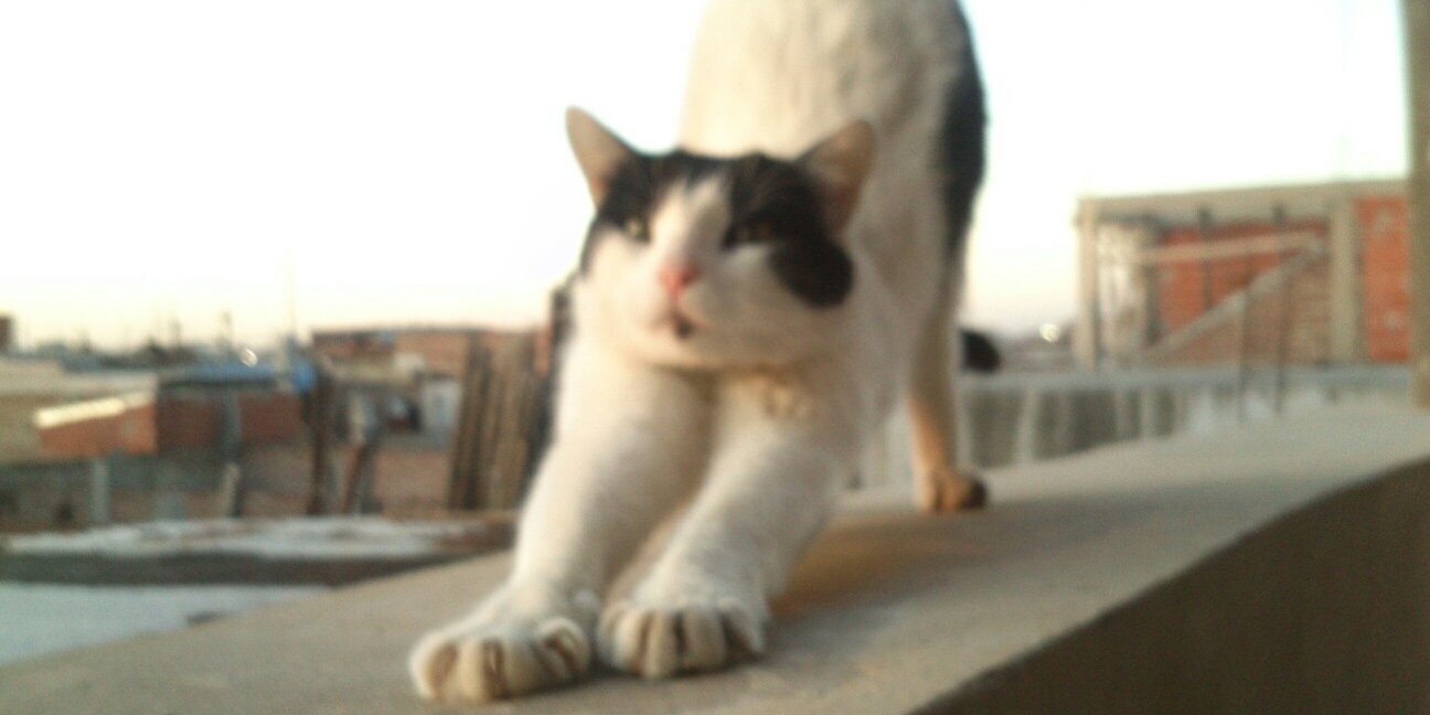 aylu96's profile banner image