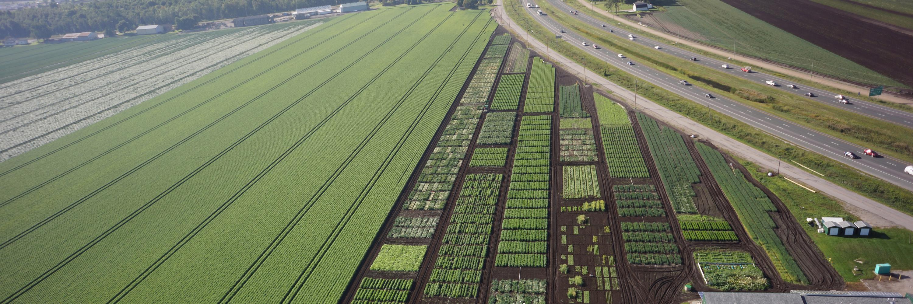 Muck Crops IPM banner