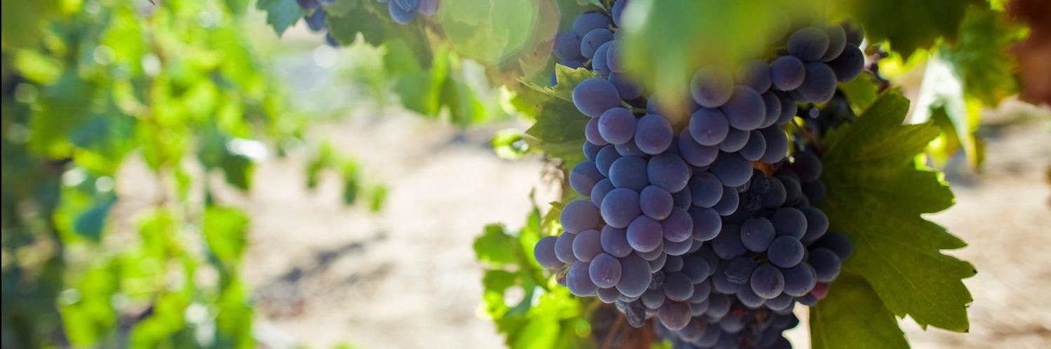 MiramonteWinery's profile banner image