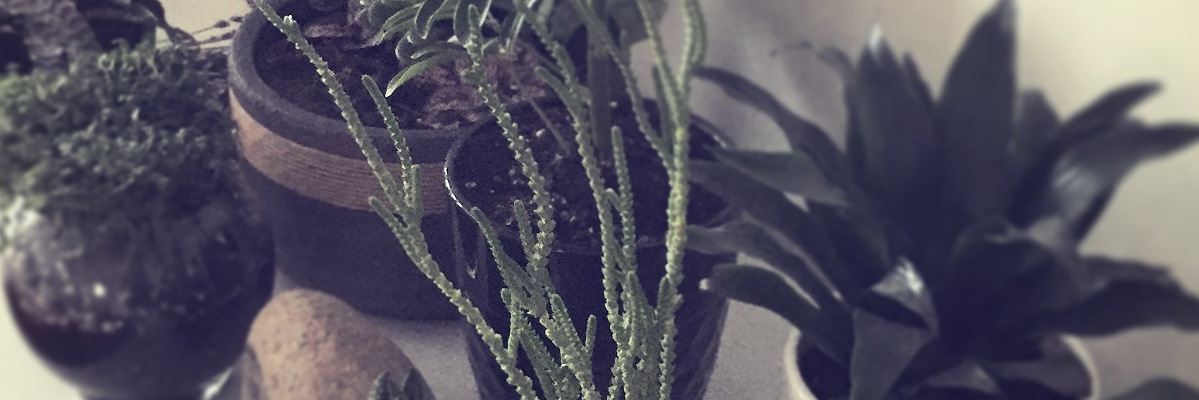 AssFondue's profile banner image