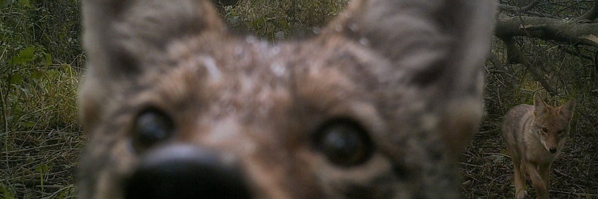 Бездомная кошка banner