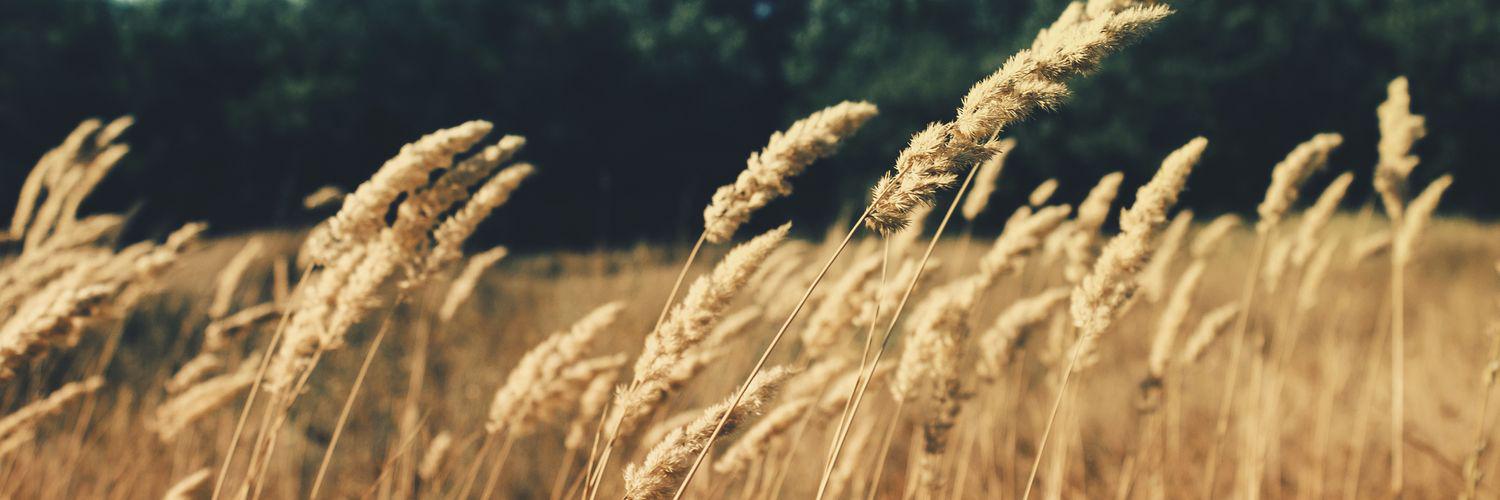 Whitefield BC banner