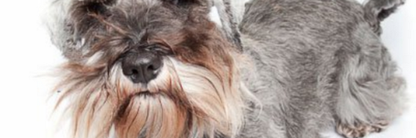 DogTrainIreland Profile Banner