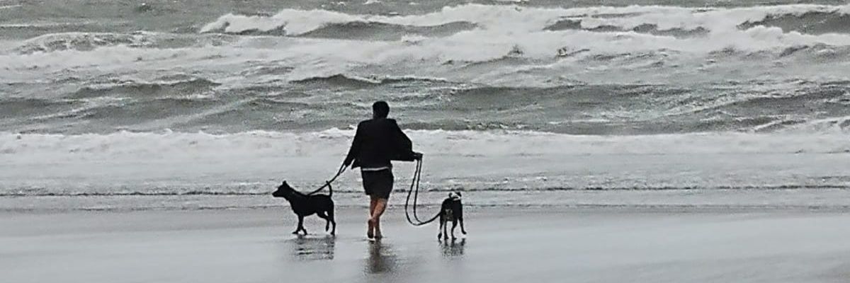 Dolphinized's profile banner image