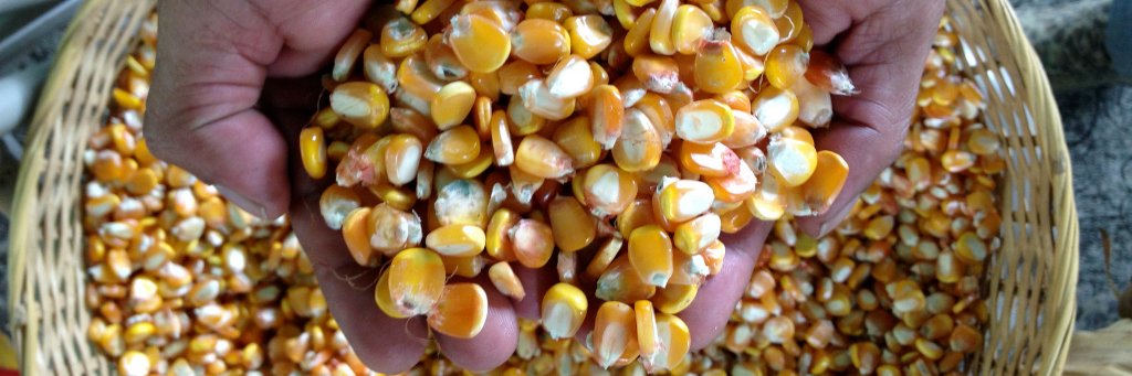 Grassroots International banner