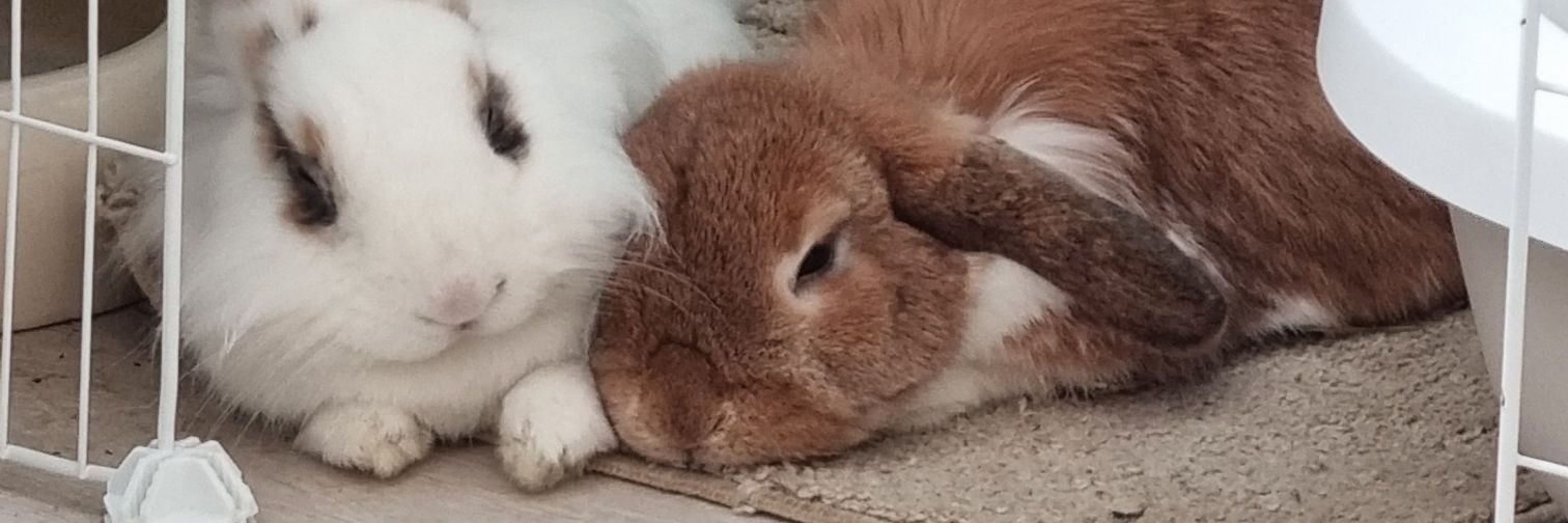 Melio 🐶🐰🐰 banner