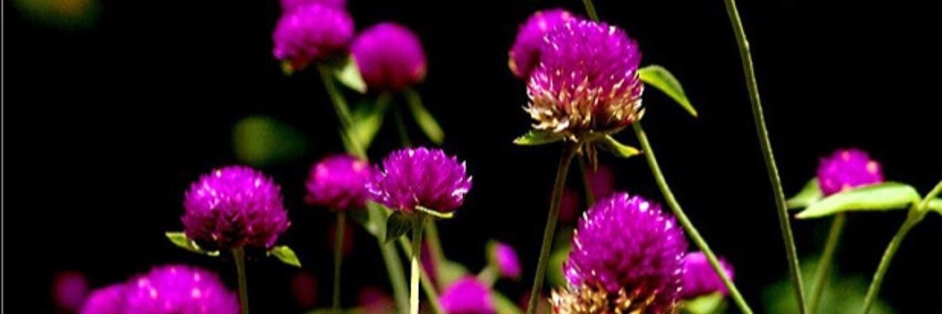 Ligia Sauri Garcia banner