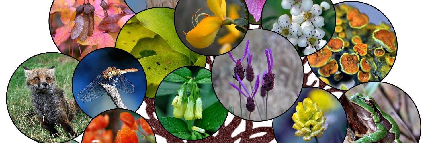 Máster BIODIVERSOS banner