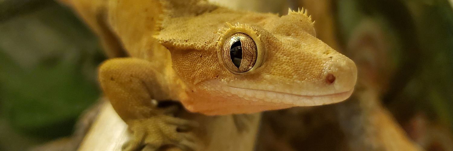 EyelashGecko's profile banner image