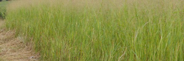 AdvancedBiofuel Profile Banner