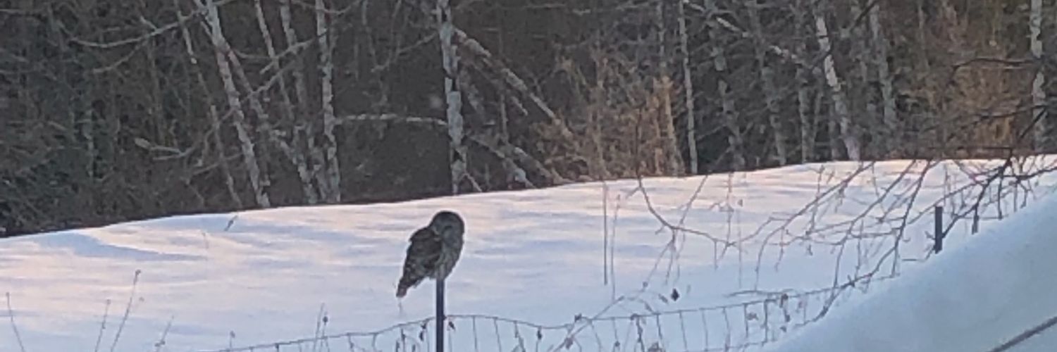 nightowlvt's profile banner image