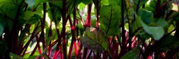 LidaZ Profile Banner