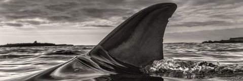 Great_Turtle53's profile banner image
