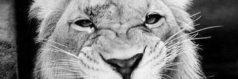mia_ntuli's profile banner image