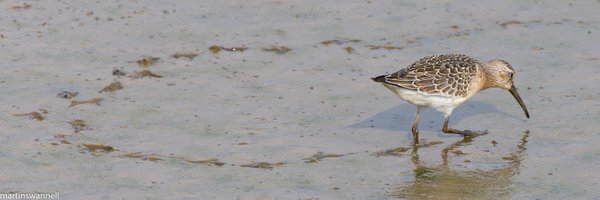 alanthetortoise Profile Banner