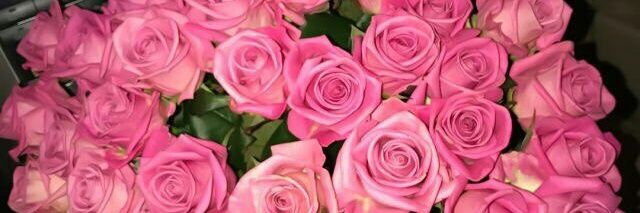 Veronic88517552's profile banner image