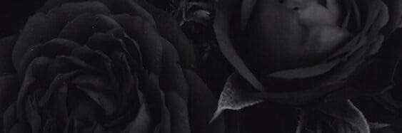 DANIDARKWINTER banner