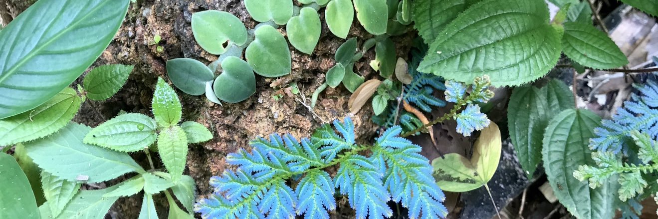 Amelia O'Brien banner